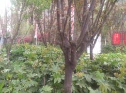 定鼎广场